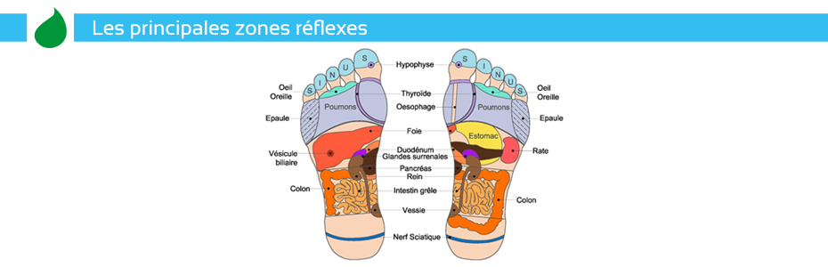 reflexologie-shema.png